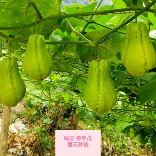 马关县云南新鲜佛手瓜 绿色健康蔬菜产地直达现摘嫩洋瓜 代办