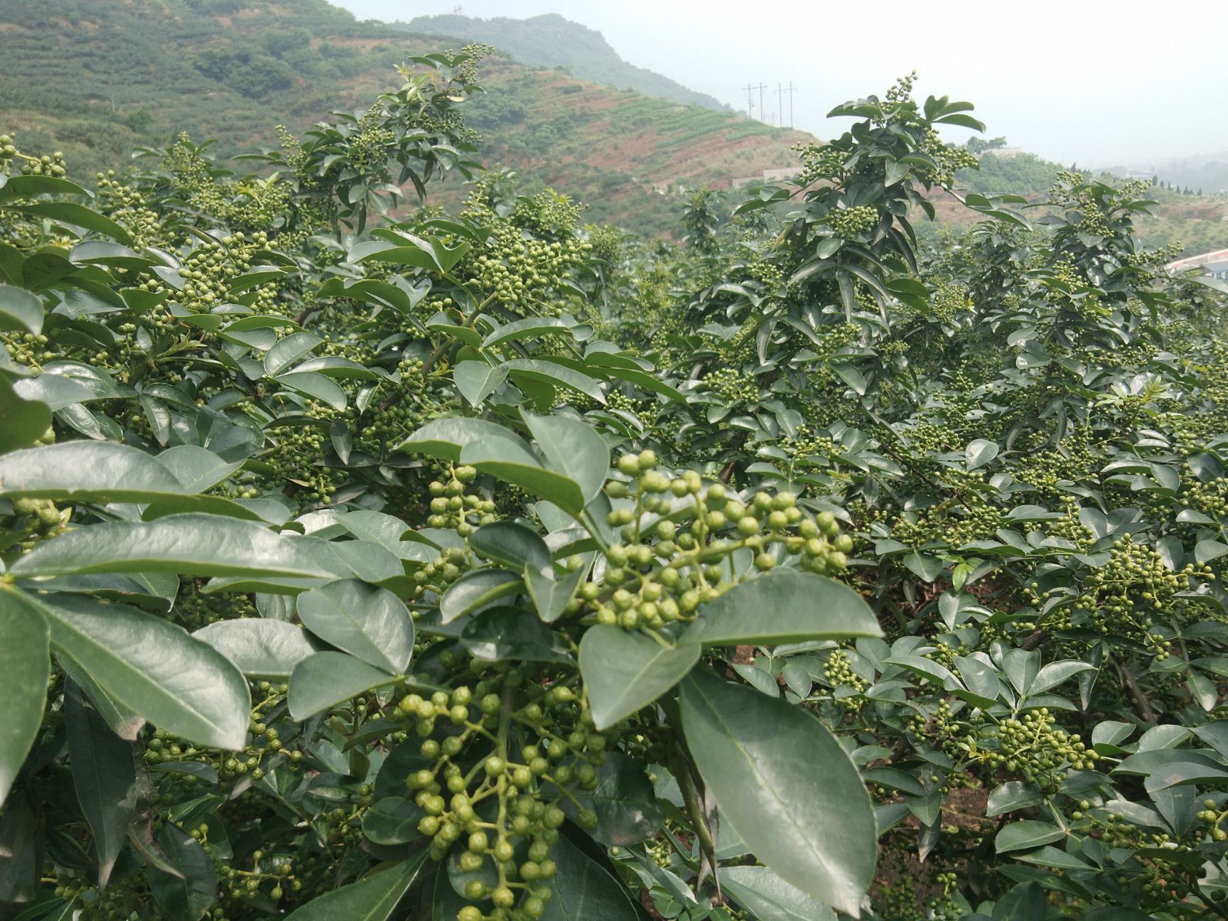 金丝小枣 巧家县洪硕种植农民专业合作社原生态农产品,欢迎大家品尝