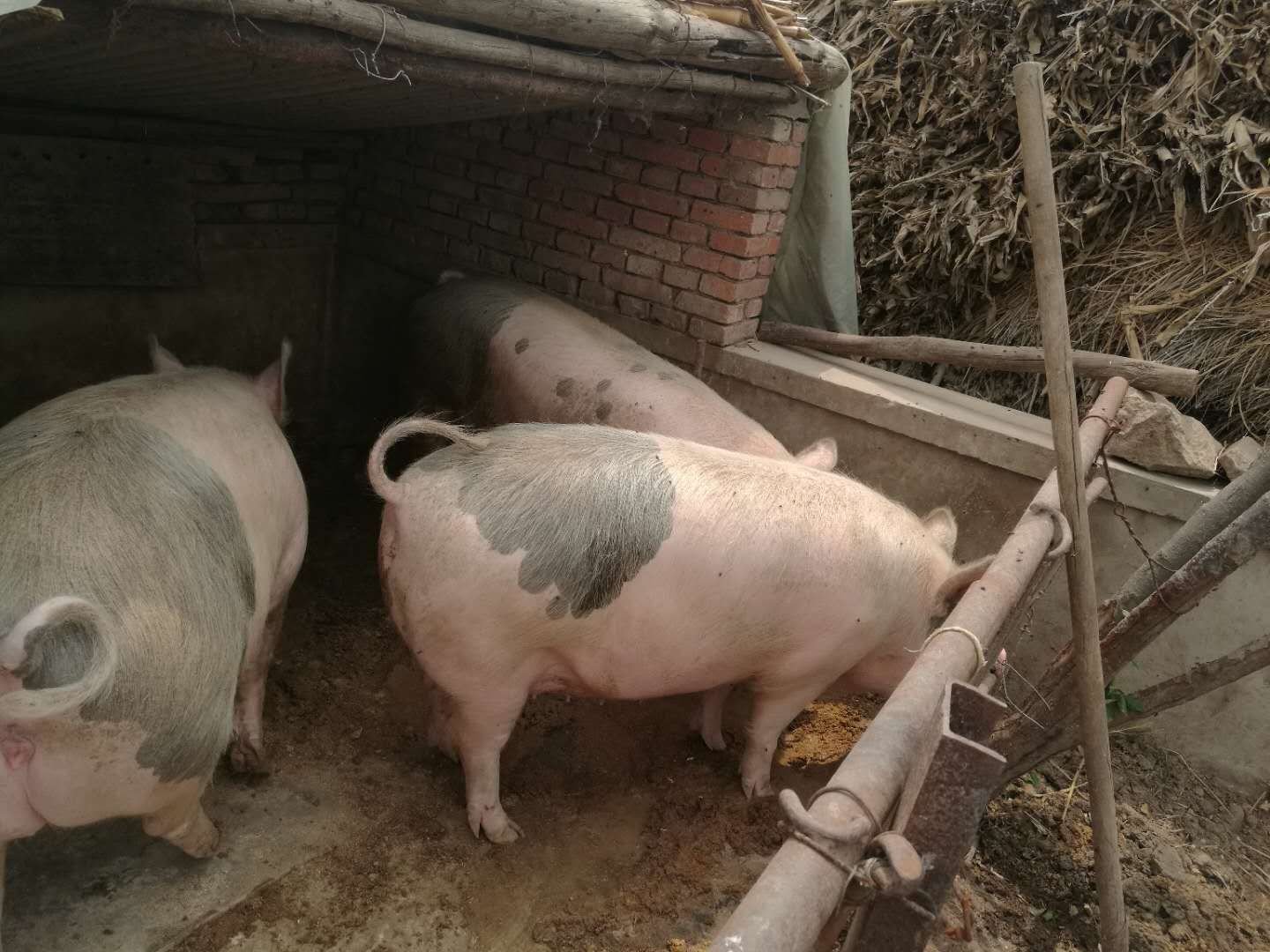 士法養殖土雜豬