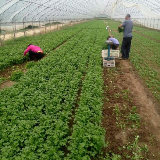 潍坊小叶香菜种子全国各地包邮到家保证质量长势快发芽率强