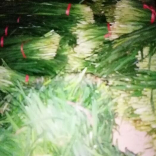 普定县 韭菜上市