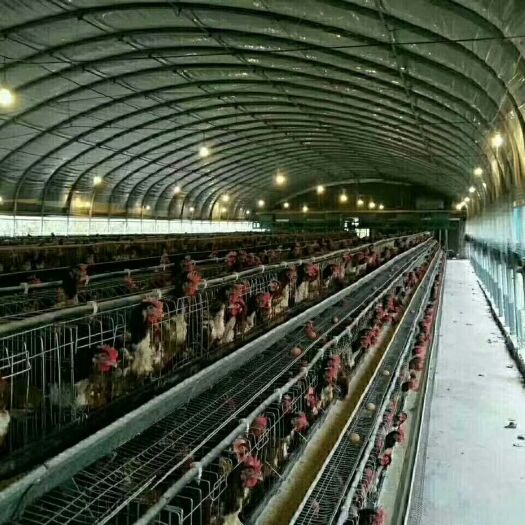 沭阳县养殖大棚 32 25×50 30×50 30×60管优质养殖棚保温好
