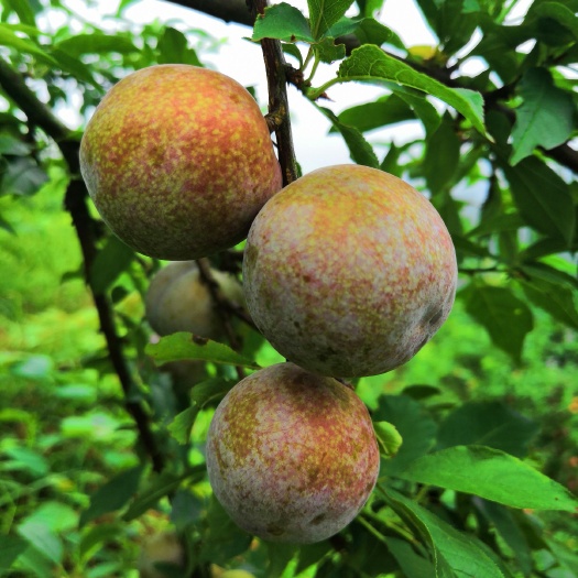 岑溪市三华李 果园直销，一件代发