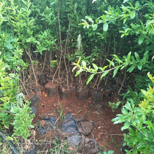 安宁市花石榴 石榴苗 软籽石榴