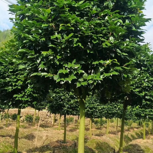 漳平市 茶花
