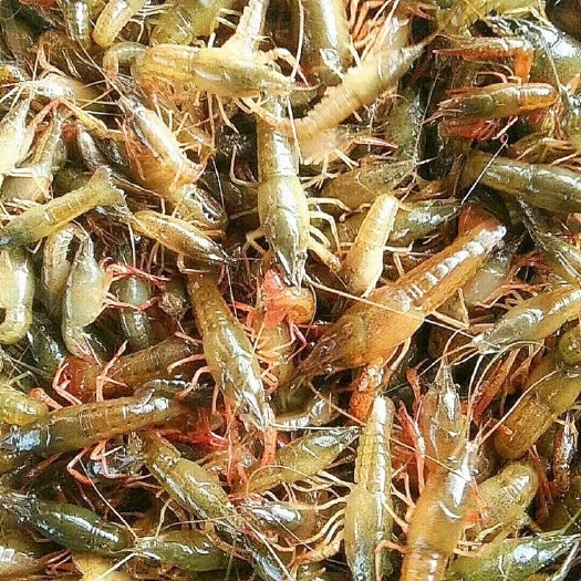 小龙虾苗