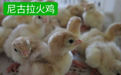 广州 尼古拉火鸡苗     诚信经营   质量保证  成活率高
