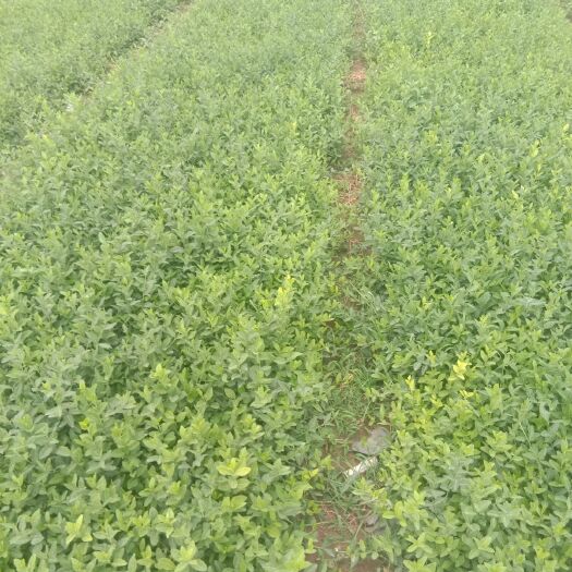 青州市小叶扶芳藤  爬行卫矛