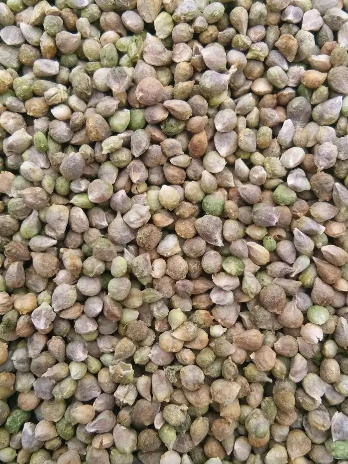 甘肃全能菠菜种子