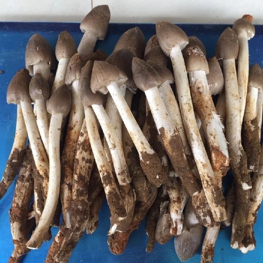蘑菇 天然鸡枞夏至菌