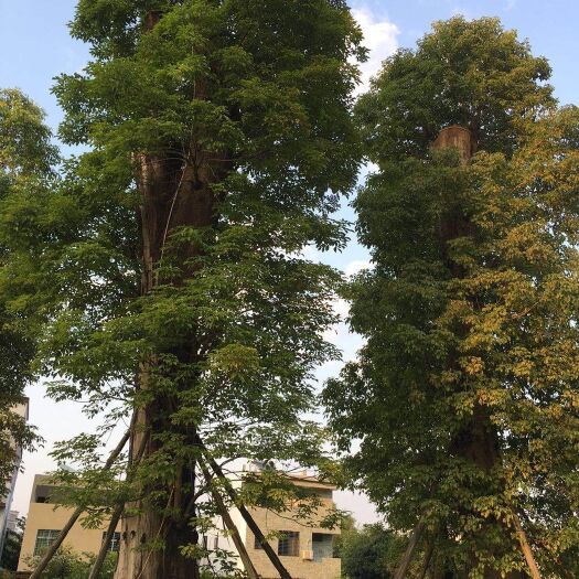 佛山 30--130米径，香樟骨架，白菜价。