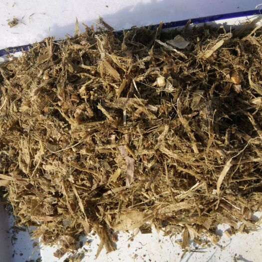 崇信县玉米青贮草 全株青贮玉米，青贮紫花苜蓿品质傲娇，价格呆萌！