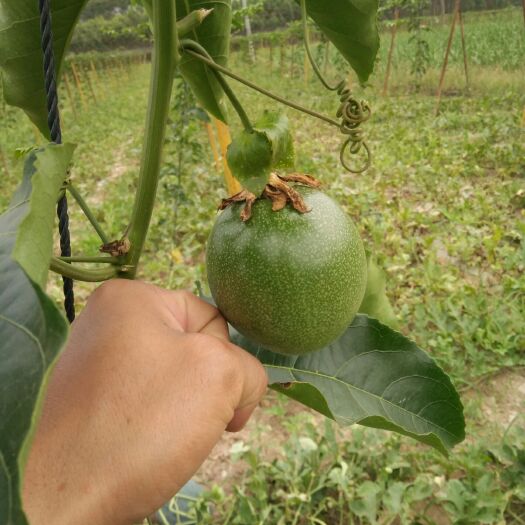 扶绥县广西崇左新鲜采摘台农百香果水果产地直发