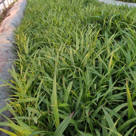 个旧市紫花白芨苗 正宗三叉小白及苗20到60公分高
