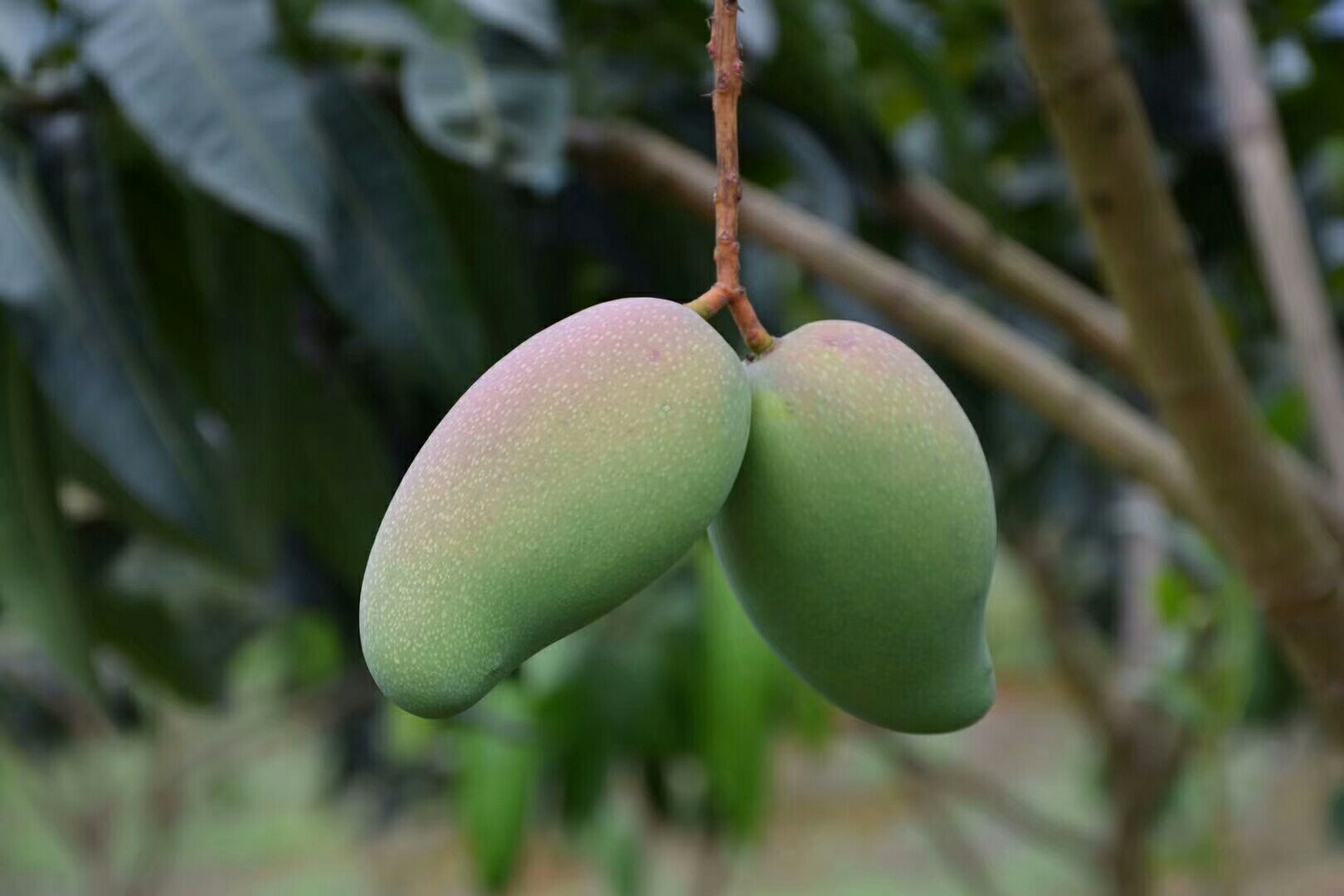 单颗重:一两 货品等级:1级 商品详情 广西省百色市田东县,自家芒果圆