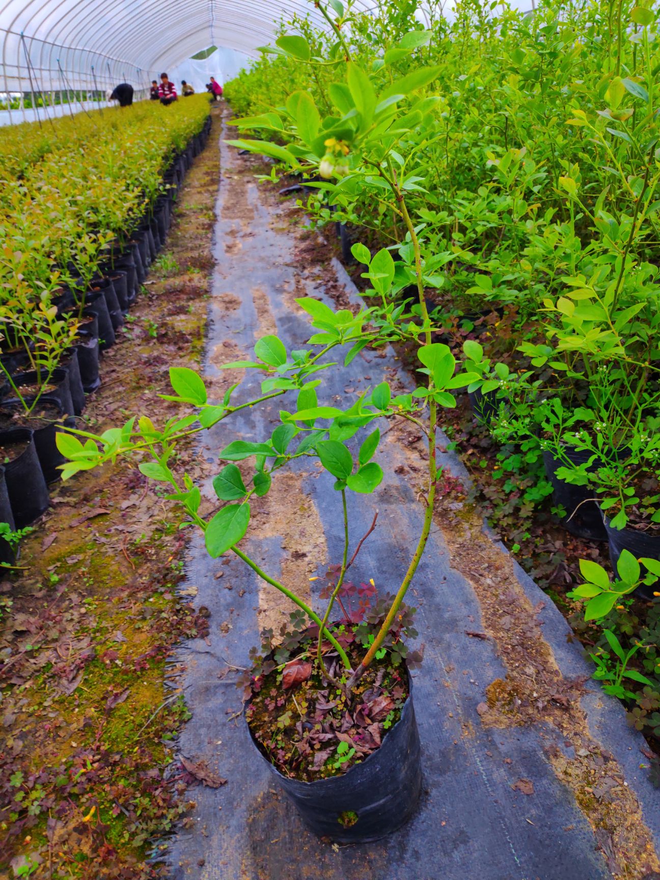  藍莓樹苗兩年三年藍莓苗薄霧藍莓樹苗