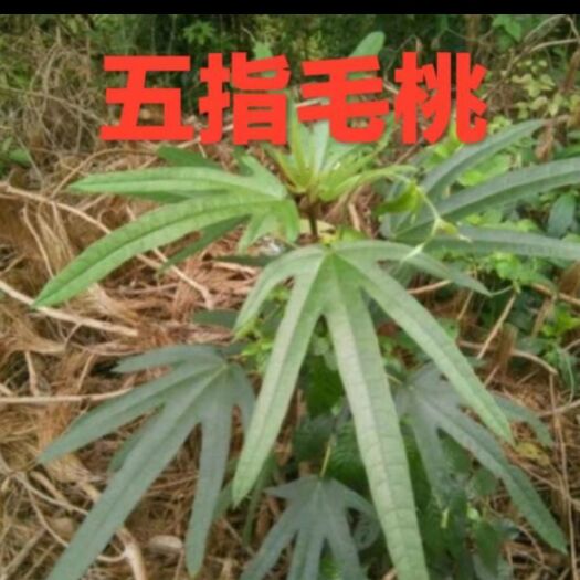容县 五指毛桃鲜货。