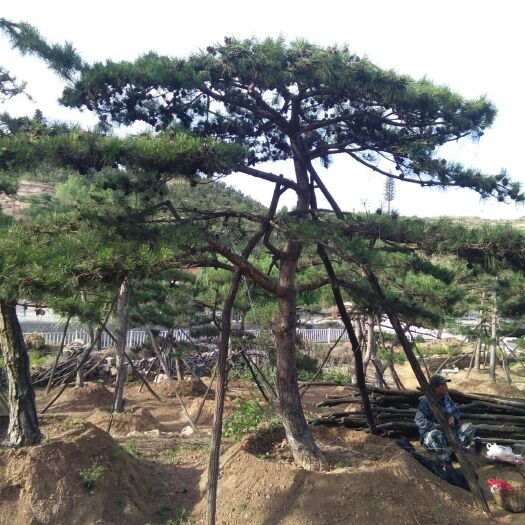 济南造型松树 底径14到16公分，造型好价格低成活率高
