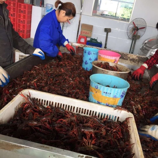  省示范小龙虾养殖基地农户自产直销