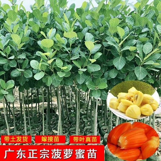 灵山县 广西菠萝蜜苗树苗 马来西亚一号四季木菠萝蜜苗嫁接果苗当年结果