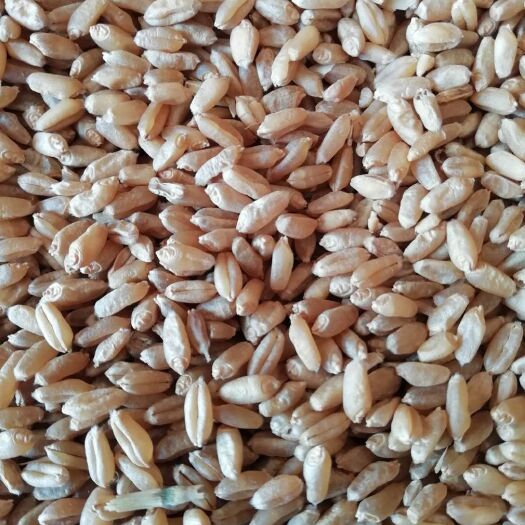 镇平县现货出售2023年新小麦