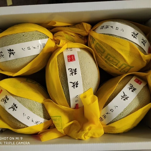 莘县网纹瓜 鲁厚甜