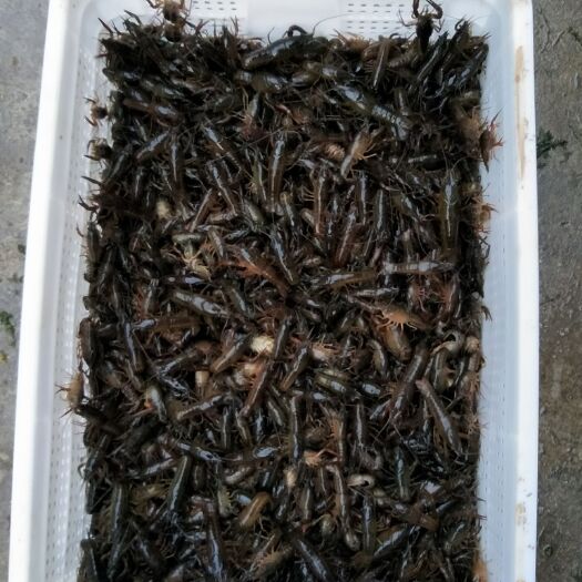 监利市虾苗  直接指定养殖户收购