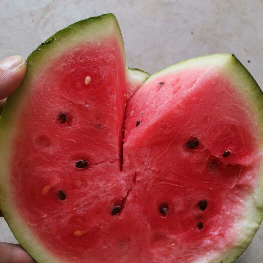 临漳县 西瓜改良龙卷风