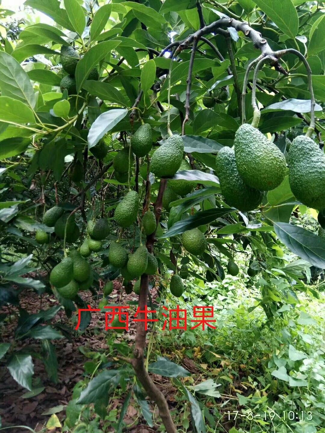 牛油果苗批发采购_牛油果苗供应_牛油果苗价