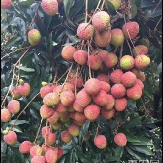 浦北县妃子笑荔枝