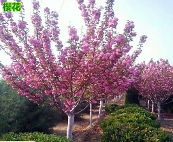  【樱花 樱花树苗 日本樱花树苗 嫁接早樱晚樱樱花小苗工程绿化