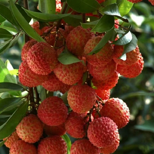 灵山县桂味荔枝嫁接苗，无核荔枝苗，妃子笑荔枝苗