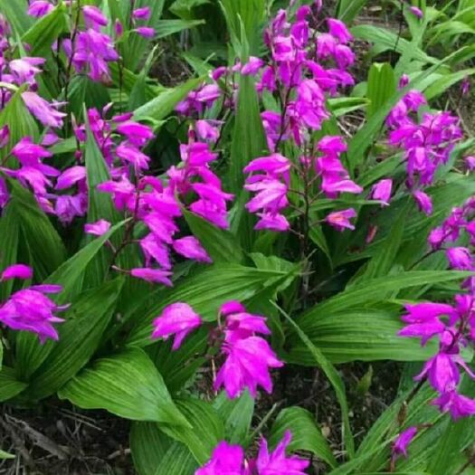 杭州紫花白芨苗 白芨