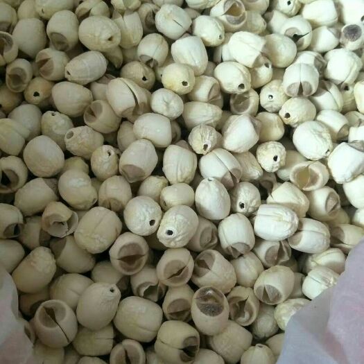 石城县白莲子 农户家手工白莲！质量保证，烘干度