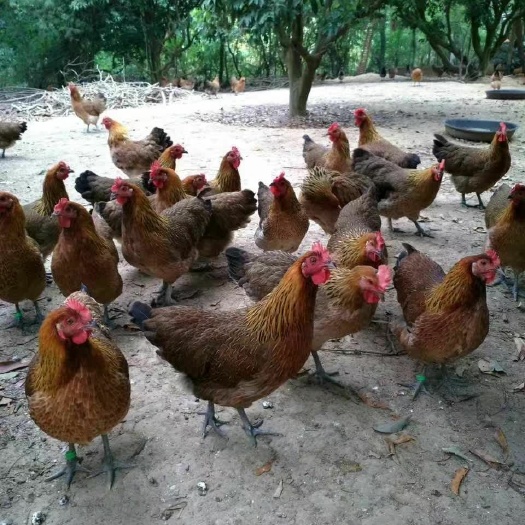 南宁土鸡苗  脱温黑瑶母苗