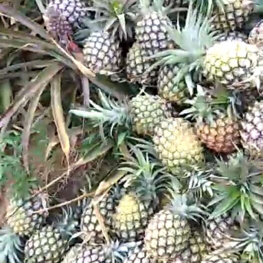 瑞丽市 缅甸金菠萝金钻凤梨