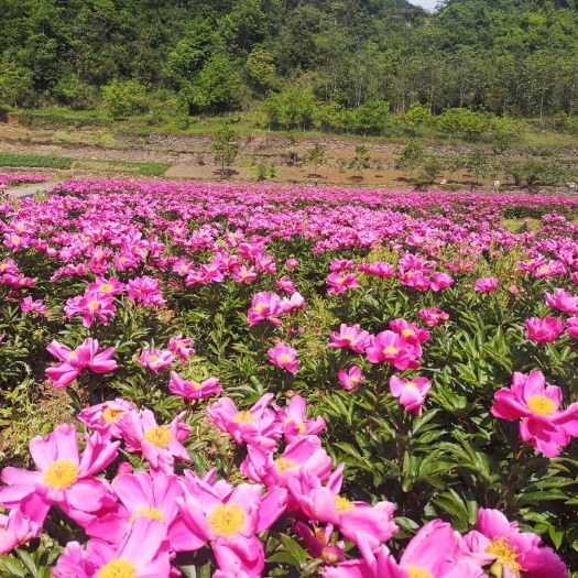 竹山县中药材赤芍 赤芍