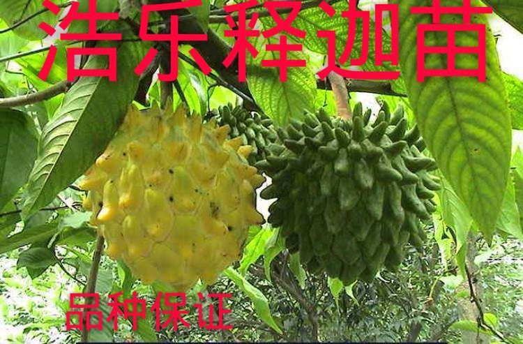 灵山县释迦果苗 嫁接凤梨释迦番荔枝蜜佛头果佛陀果树苗木苗地栽盆栽当年结果