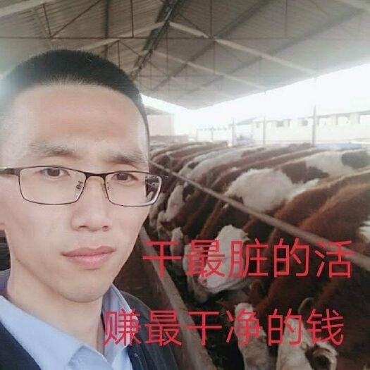定襄县 出售各种品种牛犊