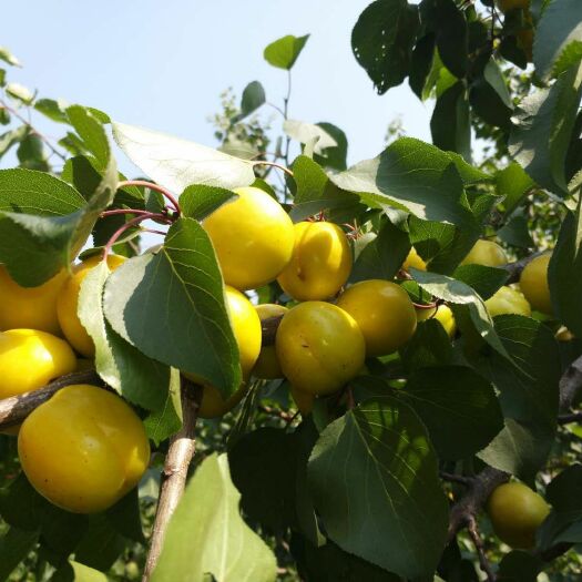 新泰市 大量供应珍珠油杏