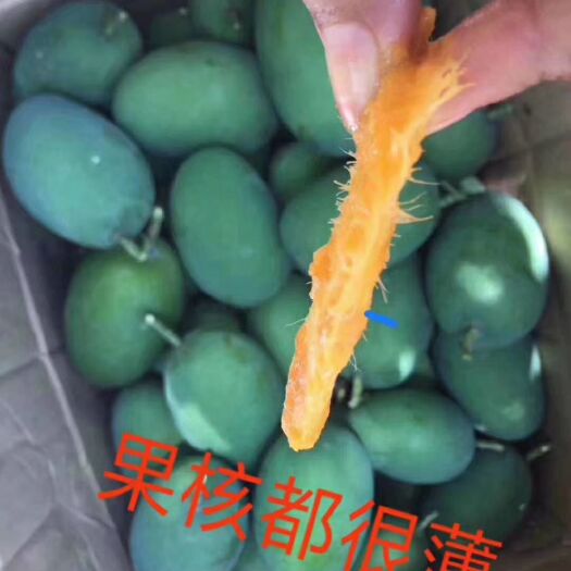 雷州市越南蛋黄果 正田宗覃斗蛋果