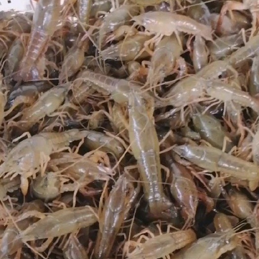 潜江市 龙虾苗养殖户一手货源