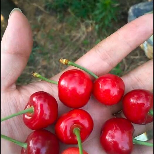 栖霞市智利车厘子 烟台黄蜜，美早