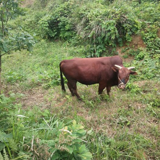 龙里县 贵州生态土黄牛肉