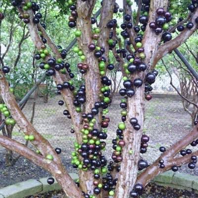  嘉宝果，树葡萄