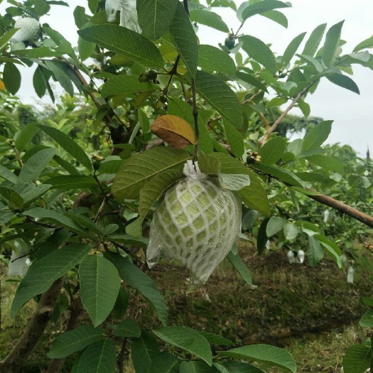 廉江市 番石榴芭乐白心