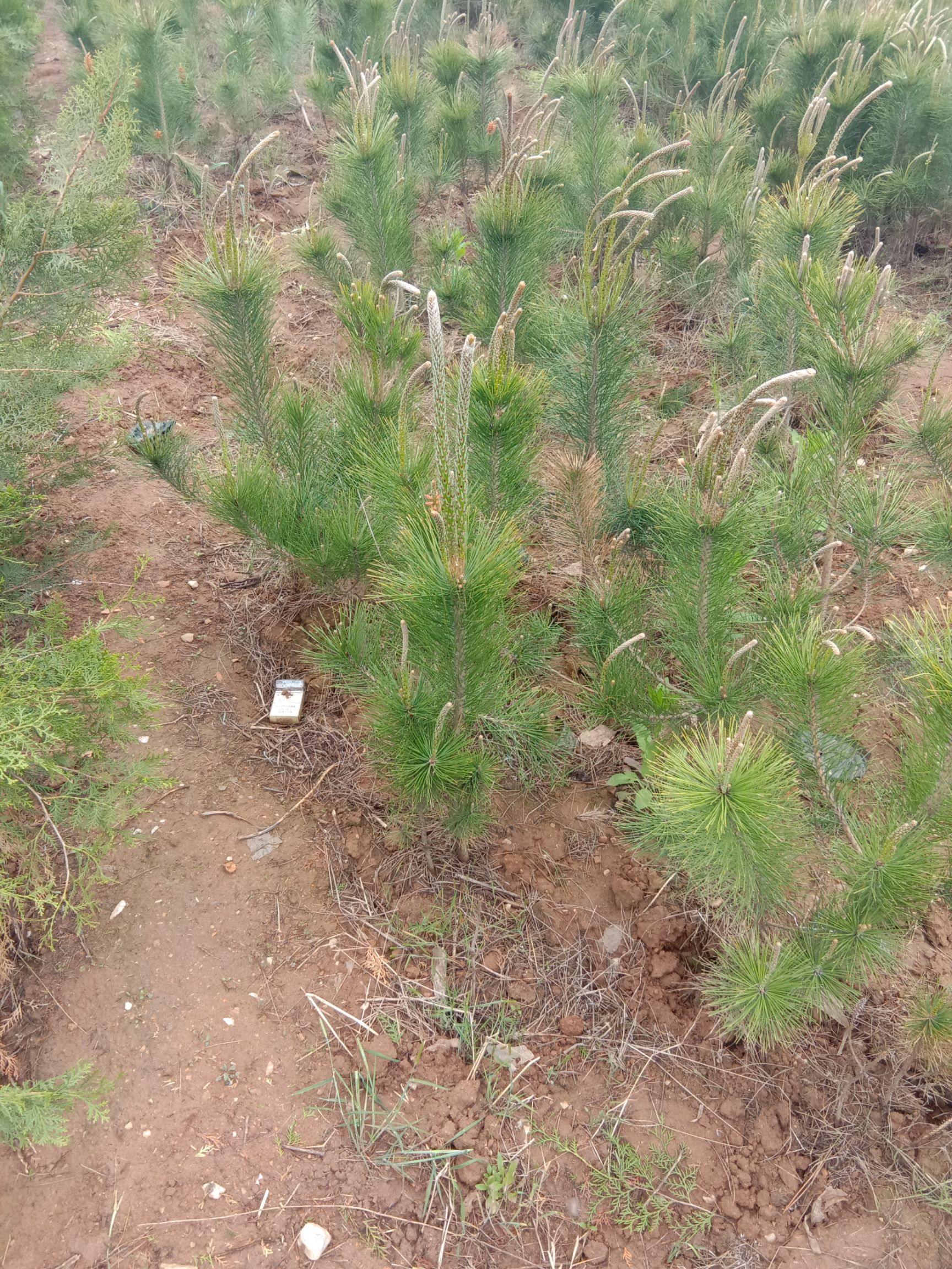 黑松苗黑松批发零售黑松