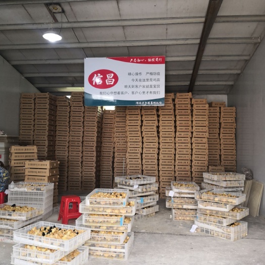 枣阳市 优质土鸡苗信昌孵化，品种齐全，质量优