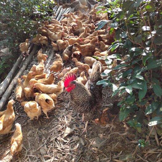 都昌县 饮山泉水，食稻谷，虫子，纯正竹林放养本地土鸡！！！