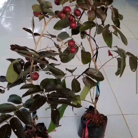 灵山县红皮龙眼苗 红皮龙眼树苗营养杯带杯带叶子发货